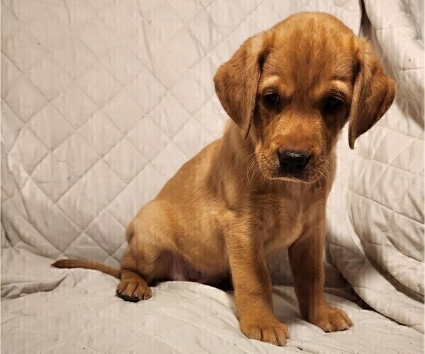 Medium Photo #63 Labrador Retriever Puppy For Sale in BUFFALO, NY, USA