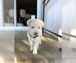 Puppy 5 Labrador Retriever-Siberian Husky Mix