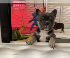 French Bulldog Puppy for sale in CLOVIS, CA, USA