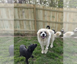 Great Pyrenees Dogs for adoption in Aurora, IN, USA