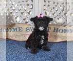 Small #3 YorkiePoo