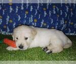 Small Photo #2 Golden Retriever Puppy For Sale in HECTOR, AR, USA