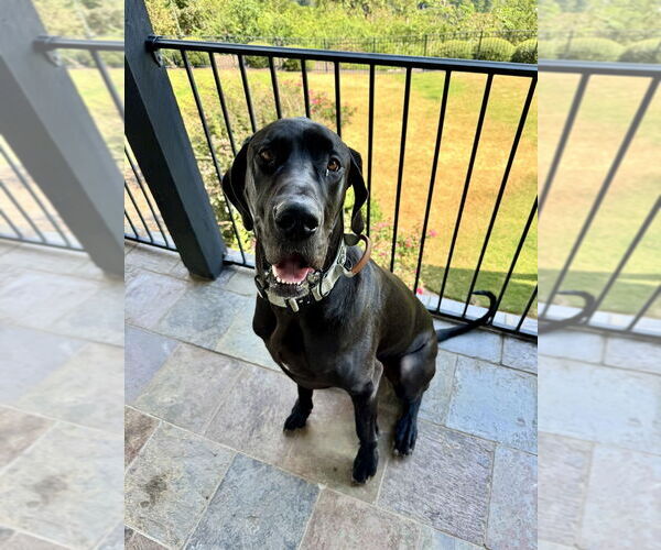 Medium Photo #2 Mutt Puppy For Sale in Gulfport, MI, USA