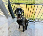 Small #1 Mutt