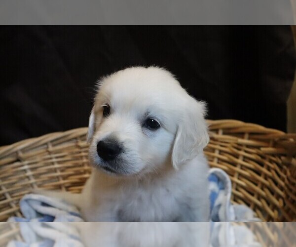 Medium Photo #1 English Cream Golden Retriever Puppy For Sale in LANCASTER, WI, USA