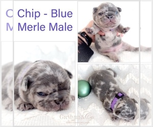 French Bulldog Puppy for sale in NEWARK, TX, USA