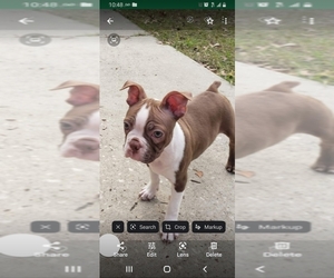Boston Terrier Puppy for sale in SUMMERFIELD, FL, USA