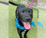 Small Labrador Retriever Mix