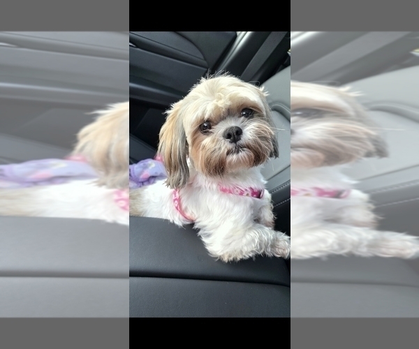 Medium Photo #1 Shih Tzu Puppy For Sale in XENIA, OH, USA