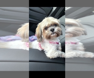 Mother of the Shih Tzu puppies born on 04/02/2026