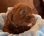Small Photo #7 Labradoodle Puppy For Sale in PUEBLO, CO, USA