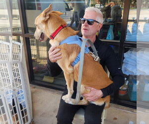 Blondie - Female Labrador Retriever-Unknown Mix Dog for Adoption - Photo #3
