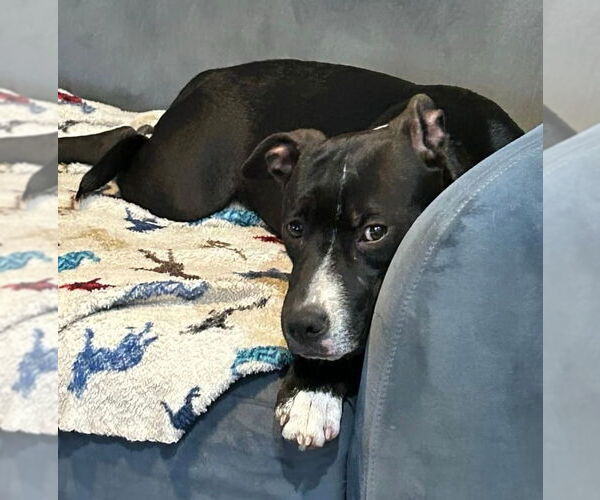 Medium Photo #27 American Pit Bull Terrier-Labrador Retriever Mix Puppy For Sale in OKLAHOMA CITY, OK, USA