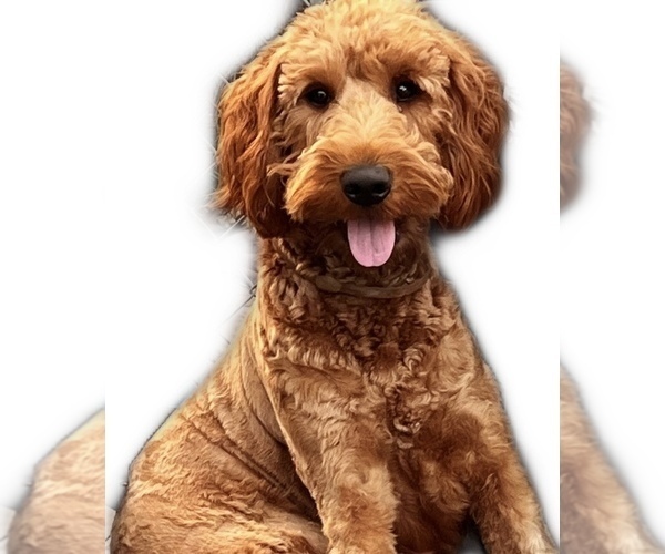 Medium Photo #1 Goldendoodle Puppy For Sale in LONG BEACH, CA, USA