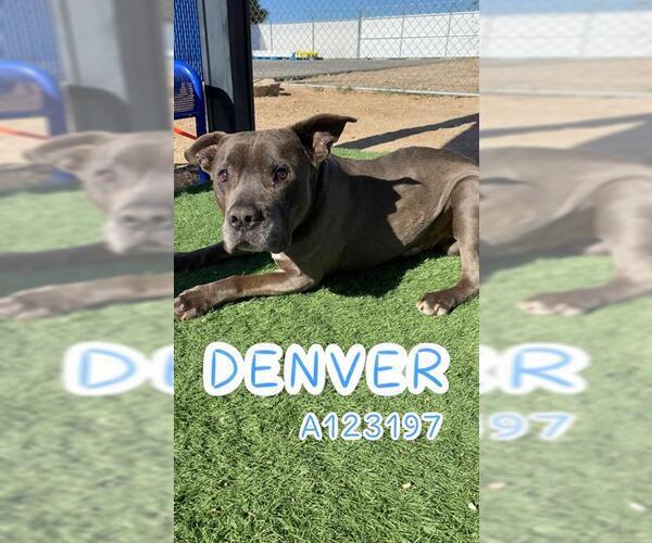 Medium Photo #1 Mutt Puppy For Sale in HESPERIA, CA, USA