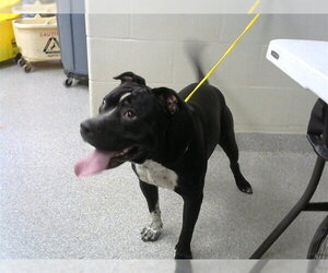 American Pit Bull Terrier Dogs for adoption in Pasadena, TX, USA