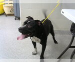 THANOS - Male American Pit Bull Terrier Dog for Adoption - Small photo
