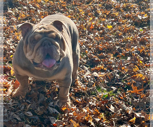 Father of the English Bulldog puppies born on 05/24/2025