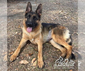 German Shepherd Dog Dogs for adoption in Irvine, CA, USA