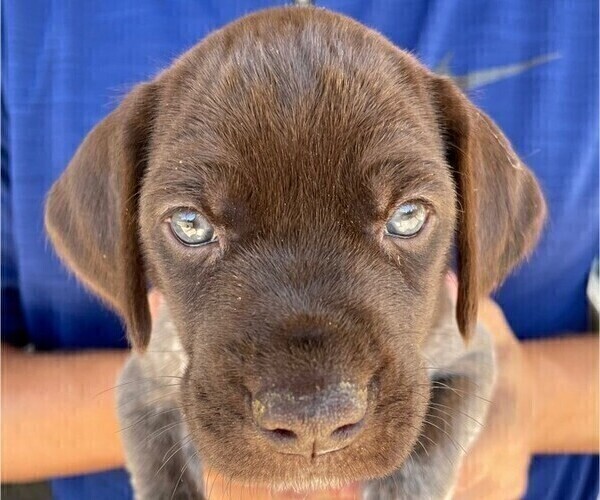 Medium Photo #4 German Shorthaired Pointer Puppy For Sale in TULSA, OK, USA