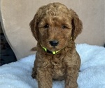 Puppy Green Goldendoodle (Miniature)