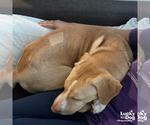 Small #15 Labrador Retriever Mix