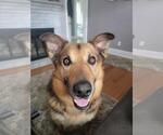 Lazlo-Courtesy post - Male Mutt Dog for Adoption - Small photo
