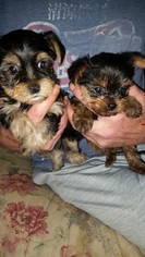 Yorkshire Terrier Puppy for sale in SAVANNAH, TN, USA