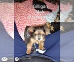 Small Photo #1 Yorkshire Terrier Puppy For Sale in ROCK ISLAND, IL, USA