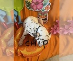 Small #1 Dalmatian