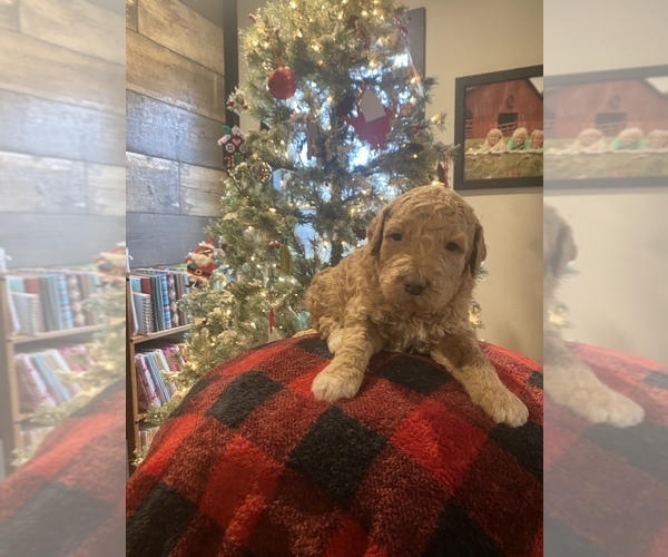 Medium Photo #2 Goldendoodle Puppy For Sale in WESTMINSTER, SC, USA