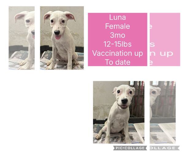 Medium Photo #3 Labrador Retriever-Unknown Mix Puppy For Sale in Virginia Beach, VA, USA