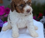 Small Photo #23 Maltipoo (Toy) Puppy For Sale in GOSHEN, IN, USA