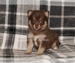 Pomsky Puppy for sale in DENVER, PA, USA