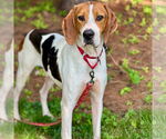 Small #10 Treeing Walker Coonhound