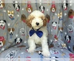Small #1 Cavapoo