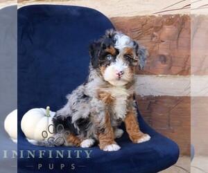 Bernedoodle (Miniature) Puppy for sale in NARVON, PA, USA