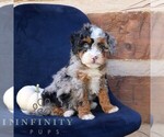 Image preview for Ad Listing. Nickname: Luna