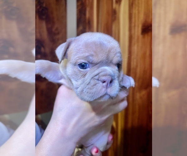Medium Photo #18 Bulldog Puppy For Sale in GREERS FERRY, AR, USA