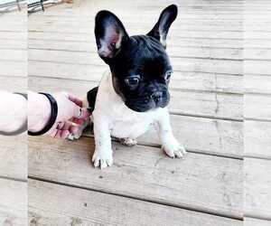 French Bulldog Puppy for sale in ROSWELL, NM, USA