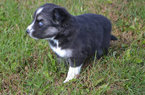 Small Photo #7 Pomsky Puppy For Sale in NEW CARLISLE, OH, USA