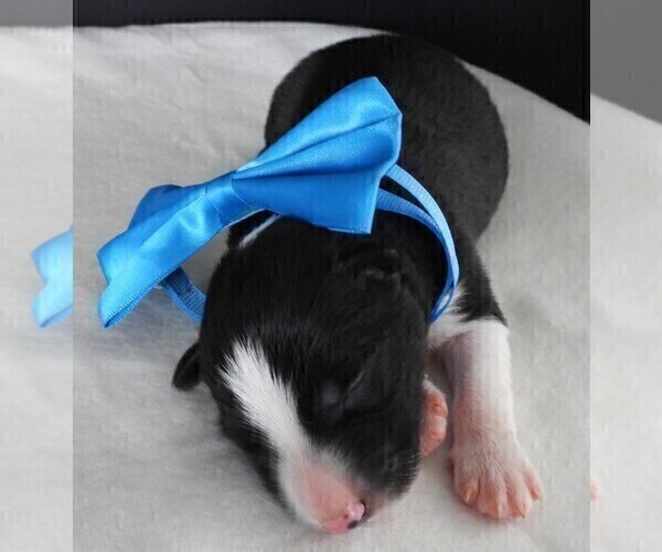 Medium Photo #9 Border Collie Puppy For Sale in CARLISLE, KY, USA