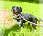 Small #1 Chihuahua Mix