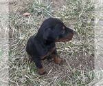 Small #1 Doberman Pinscher