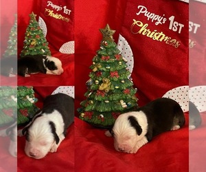 Miniature Australian Shepherd Puppy for sale in BROOKER, FL, USA