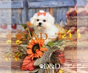 Bichon Frise Puppy for sale in RIPLEY, MS, USA