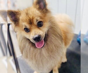 Pomeranian Dogs for adoption in Rockaway, NJ, USA