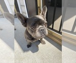 Small #5 French Bulldog