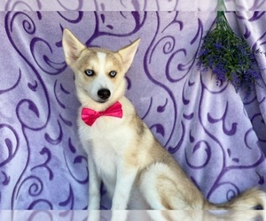 Pomsky Puppy for sale in LANCASTER, PA, USA