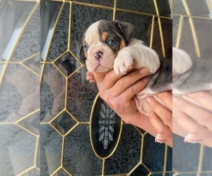 English Bulldog Puppy for sale in CLEVELAND, NC, USA
